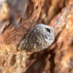 Lepidoptera unclassified IMMATURE (caterpillar or pupa or cocoon) at Coolo Park - 8 Mar 2024 by Hejor1