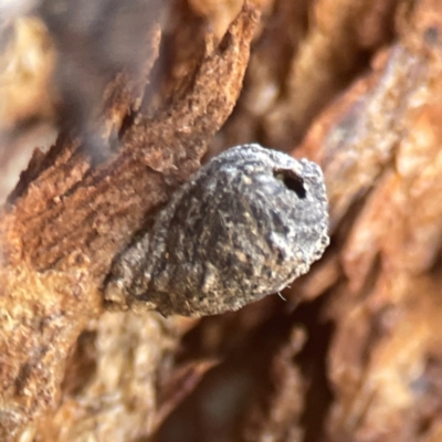 Lepidoptera unclassified IMMATURE moth at Coolo Park - 8 Mar 2024 by Hejor1