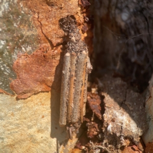 Clania lewinii & similar Casemoths at Coolo Park - 8 Mar 2024 01:40 PM