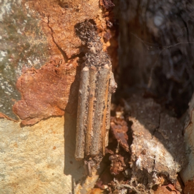 Clania lewinii (Lewin's case moth) at Weston, ACT - 8 Mar 2024 by Hejor1