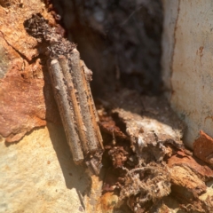 Clania lewinii & similar Casemoths at Coolo Park - 8 Mar 2024 01:40 PM