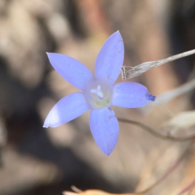 Wahlenbergia capillaris (Tufted Bluebell) at Weston, ACT - 8 Mar 2024 by Hejor1