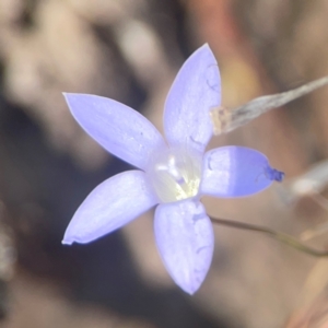 Wahlenbergia capillaris at Coolo Park - 8 Mar 2024