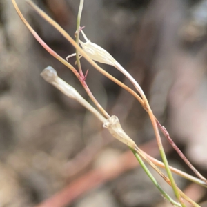 Wahlenbergia capillaris at Coolo Park - 8 Mar 2024 01:41 PM