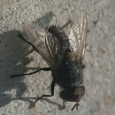 Calliphora vicina (European bluebottle) at Weston, ACT - 8 Mar 2024 by Hejor1