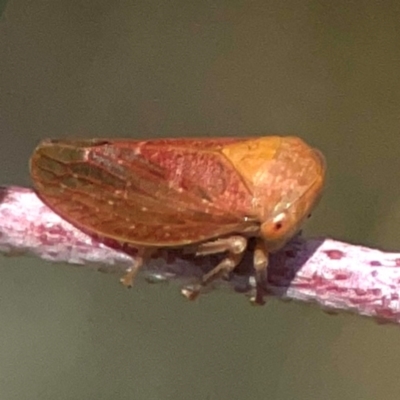 Katipo rubrivenosa (A leafhopper) at Coolo Park - 8 Mar 2024 by Hejor1