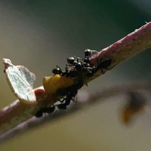 Formicidae (family) at Coolo Park - 8 Mar 2024