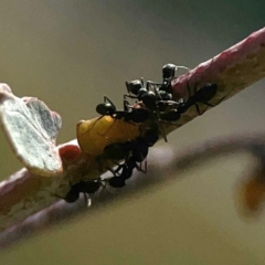 Formicidae (family) at Coolo Park - 8 Mar 2024