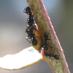 Formicidae (family) at Coolo Park - 8 Mar 2024 01:36 PM