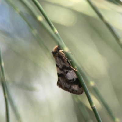 Anestia ombrophanes (Anestia ombrophanes) at Coolo Park - 8 Mar 2024 by Hejor1