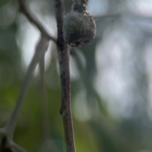 Eucalyptus sideroxylon at Coolo Park - 8 Mar 2024