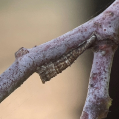 Cercopidae (family) (Unidentified spittlebug or froghopper) at Weston, ACT - 8 Mar 2024 by Hejor1