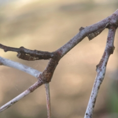 Cercopidae (family) at Coolo Park - 8 Mar 2024