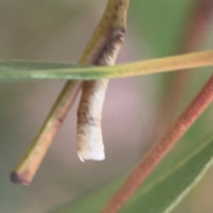 Cercopidae (family) at Coolo Park - 8 Mar 2024