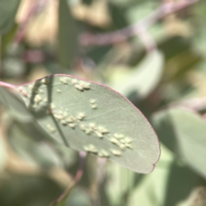 Eucalyptus insect gall at Coolo Park - 8 Mar 2024