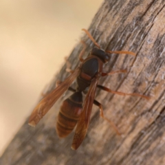 Polistes (Polistella) humilis (Common Paper Wasp) at Weston, ACT - 8 Mar 2024 by Hejor1