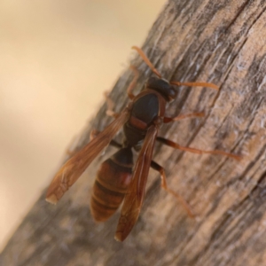 Polistes (Polistella) humilis at Coolo Park - 8 Mar 2024