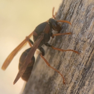 Polistes (Polistella) humilis at Coolo Park - 8 Mar 2024