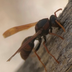 Polistes (Polistella) humilis at Coolo Park - 8 Mar 2024