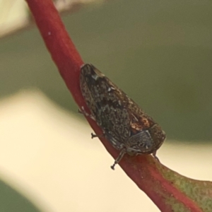 Cicadellidae (family) at Coolo Park - 8 Mar 2024 01:15 PM