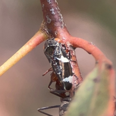 Eurypella tasmaniensis (Eurypella tasmaniensis) at Coolo Park - 8 Mar 2024 by Hejor1