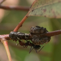 Eurypella tasmaniensis at Coolo Park - 8 Mar 2024