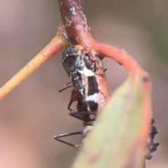 Eurypella tasmaniensis at Coolo Park - 8 Mar 2024 01:12 PM