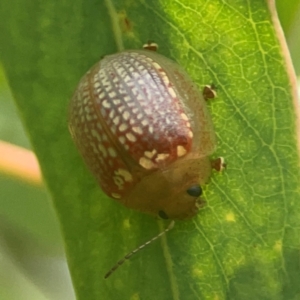 Paropsisterna decolorata at Coolo Park - 8 Mar 2024 01:11 PM