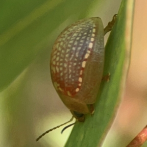 Paropsisterna decolorata at Coolo Park - 8 Mar 2024