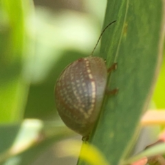 Paropsisterna decolorata at Coolo Park - 8 Mar 2024 01:11 PM