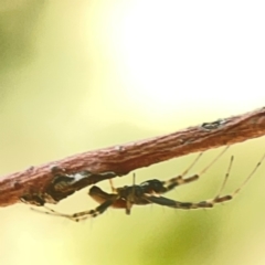 Tetragnatha sp. (genus) at Weston, ACT - 8 Mar 2024 by Hejor1