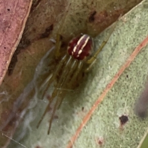 Deliochus sp. (genus) at Coolo Park - 8 Mar 2024