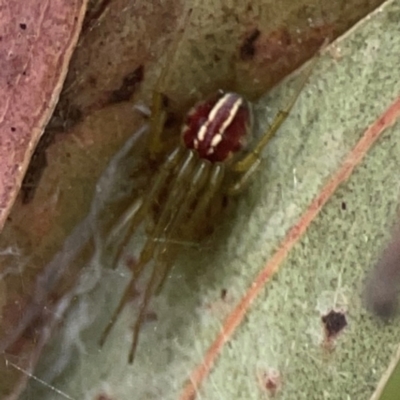 Deliochus sp. (genus) (A leaf curling spider) at Coolo Park - 8 Mar 2024 by Hejor1
