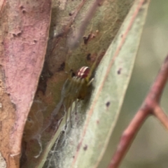 Deliochus sp. (genus) at Coolo Park - 8 Mar 2024