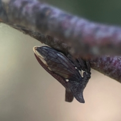 Ceraon vitta (Treehopper) at Coolo Park - 8 Mar 2024 by Hejor1