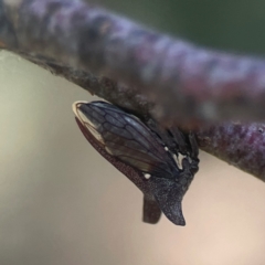 Ceraon vitta (Treehopper) at Weston, ACT - 8 Mar 2024 by Hejor1