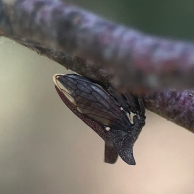 Ceraon vitta (Treehopper) at Coolo Park - 8 Mar 2024 by Hejor1