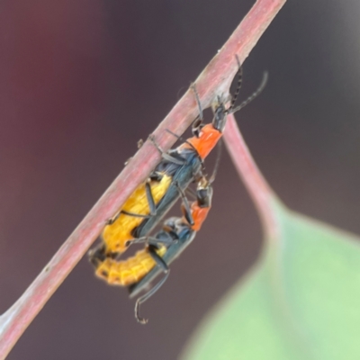 Chauliognathus tricolor (Tricolor soldier beetle) at Coolo Park - 8 Mar 2024 by Hejor1
