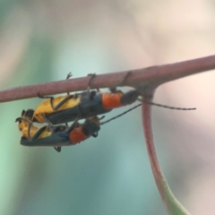 Chauliognathus tricolor at Coolo Park - 8 Mar 2024