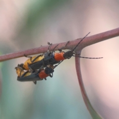 Chauliognathus tricolor at Coolo Park - 8 Mar 2024