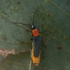 Chauliognathus tricolor at Coolo Park - 8 Mar 2024