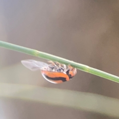 Micraspis frenata at Coolo Park - 8 Mar 2024 01:28 PM