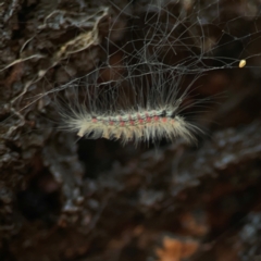 Anestia (genus) (A tiger moth) at Weston, ACT - 8 Mar 2024 by Hejor1