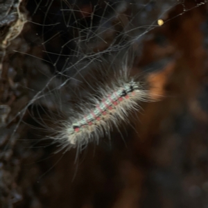 Anestia (genus) at Coolo Park - 8 Mar 2024