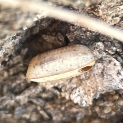 Blattidae sp. (family) (Unidentified blattid cockroach) at Weston, ACT - 8 Mar 2024 by Hejor1