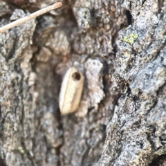 Blattidae sp. (family) at Coolo Park - 8 Mar 2024 01:29 PM