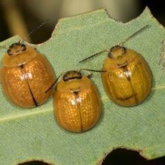 Paropsisterna cloelia (Eucalyptus variegated beetle) at Dickson, ACT - 6 Mar 2024 by AlisonMilton