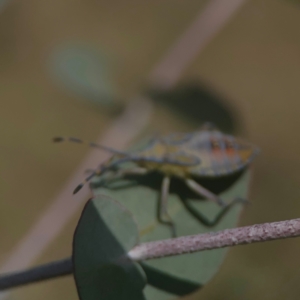 Amorbus sp. (genus) at Coolo Park - 8 Mar 2024