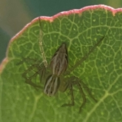 Oxyopes (genus) (Lynx spider) at Coolo Park - 8 Mar 2024 by Hejor1