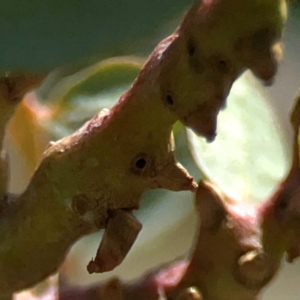 Eucalyptus insect gall at Coolo Park - 8 Mar 2024 01:36 PM